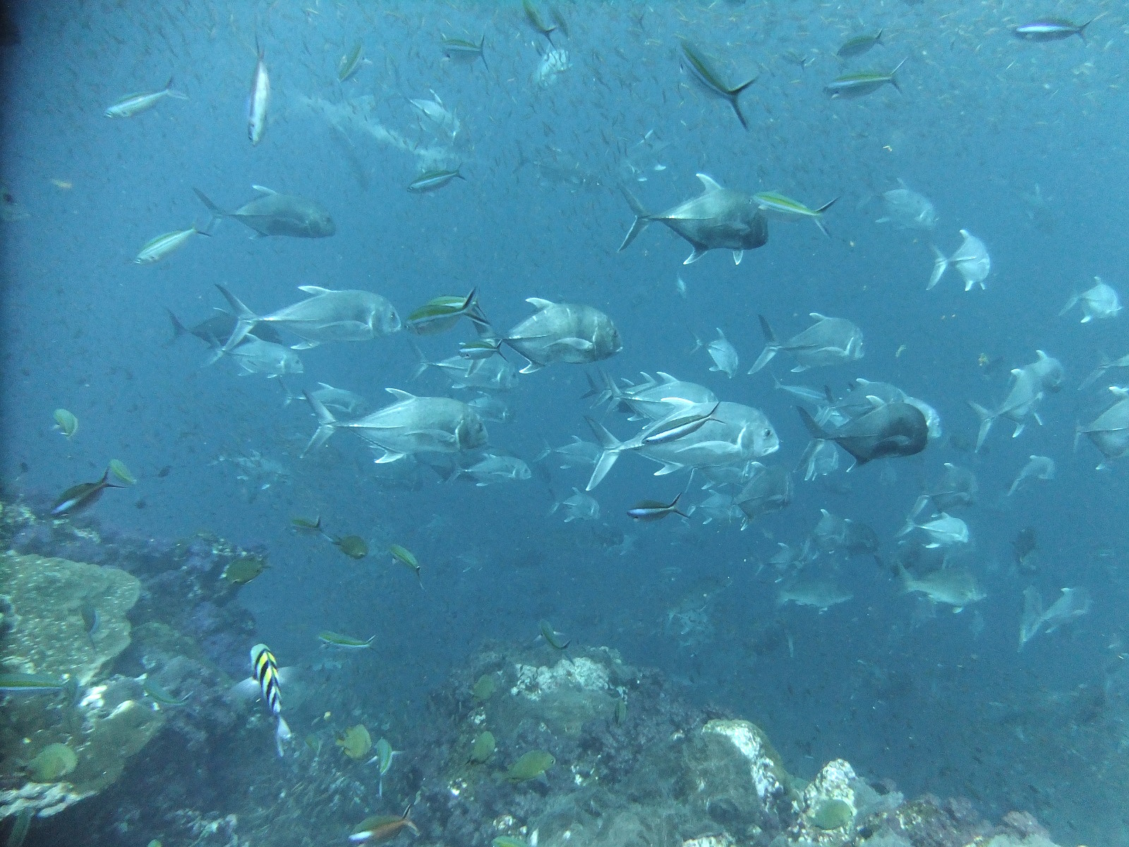 BigeyeTrevally