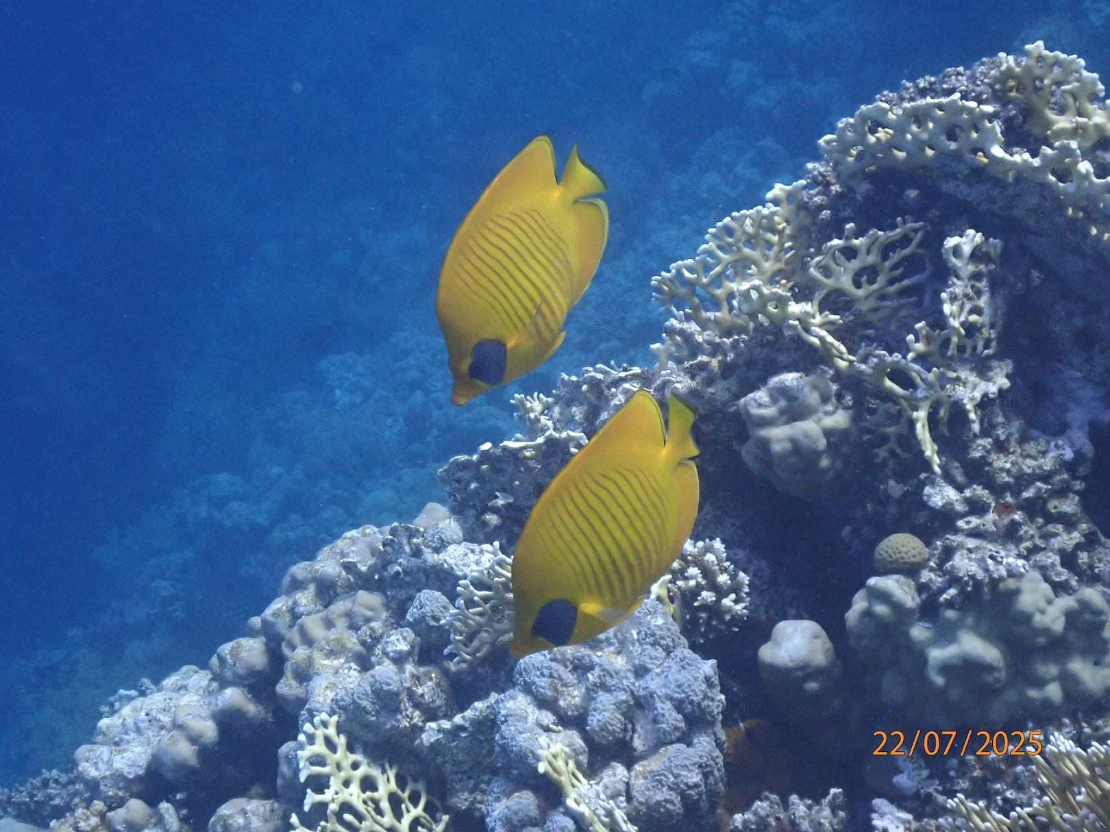 maskedbutterflyfish