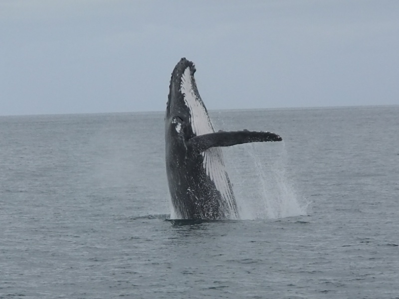 Humpback