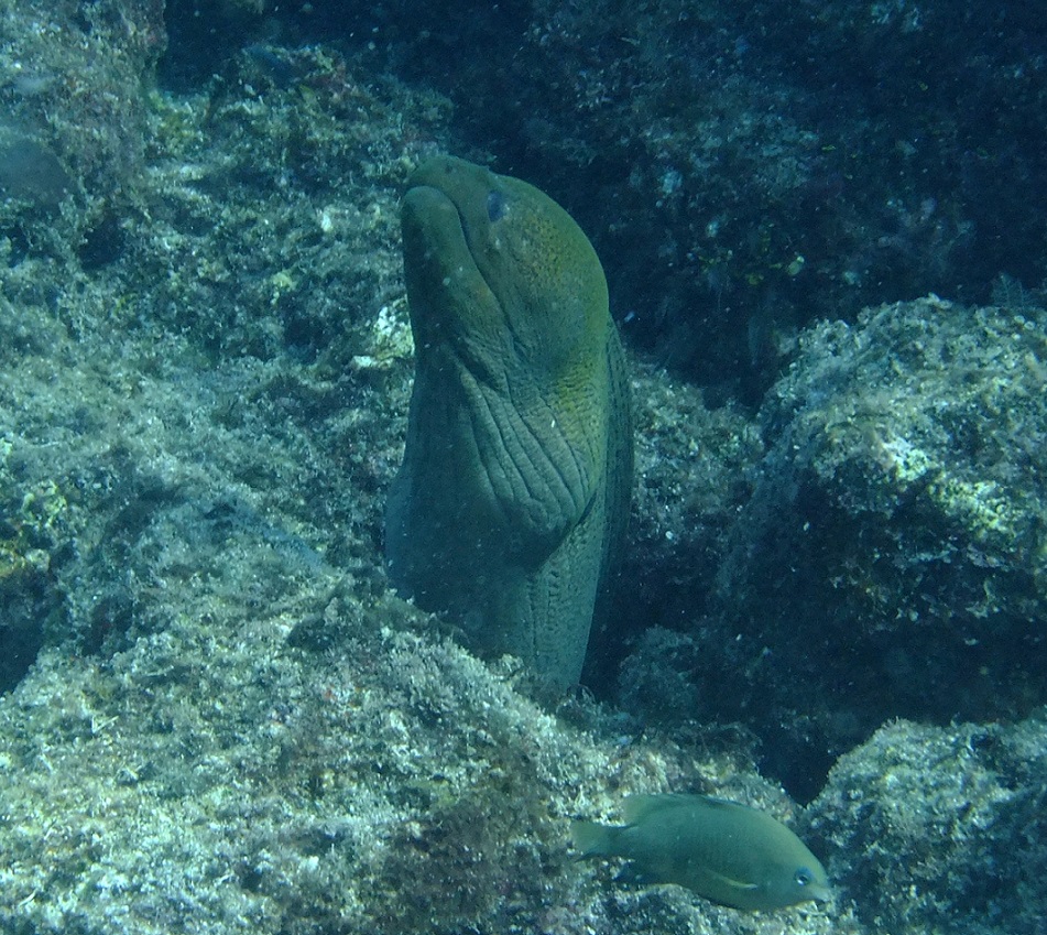 Moray