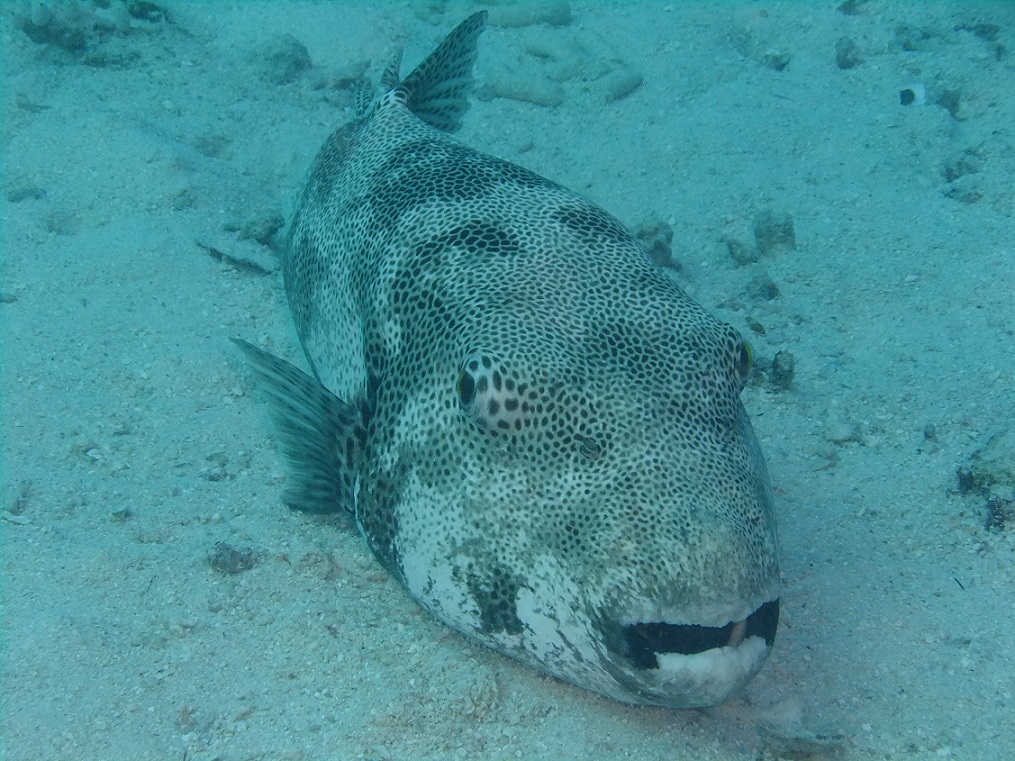 Boxfish