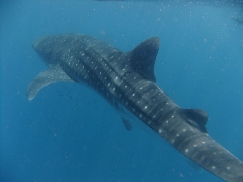 WhaleShark