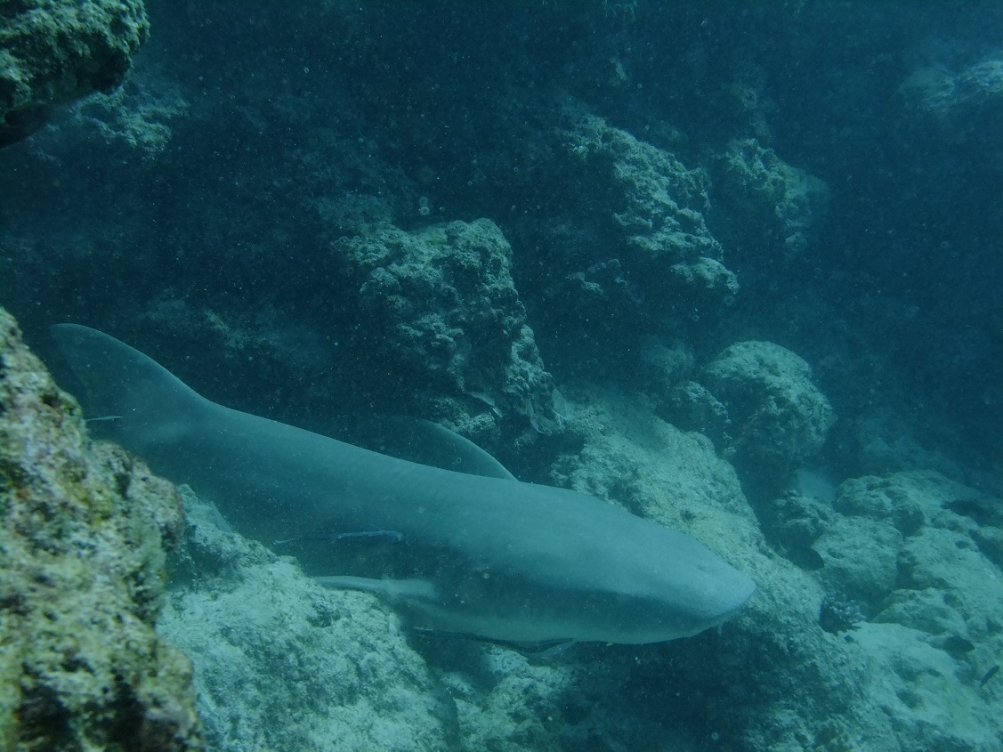 NurseShark