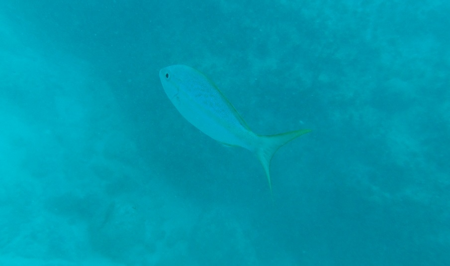 YellowtailSnapper