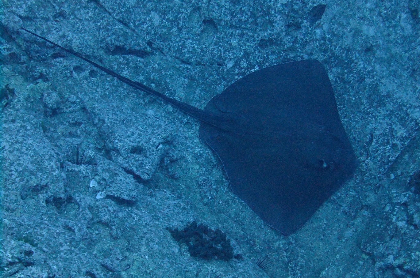 Stingray1