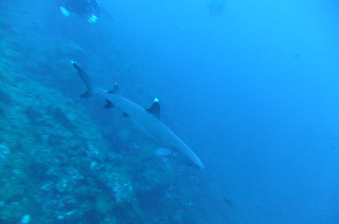 Whitetip1