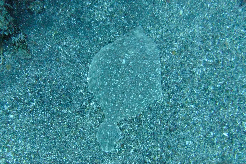 Flounder