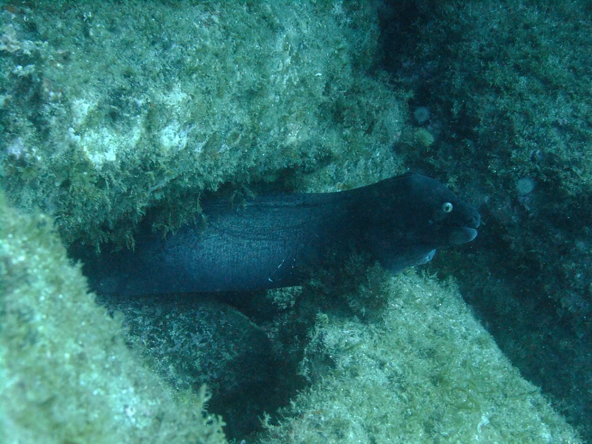 Moray