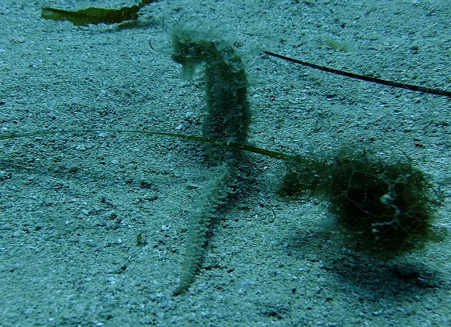 Seahorse