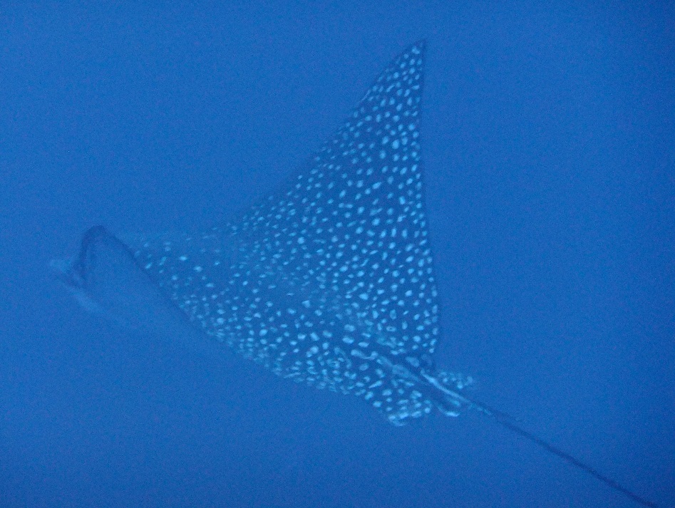 EagleRay